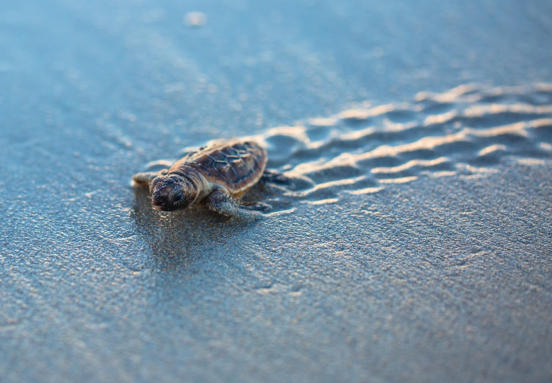 Loggerhead turtle on the beach