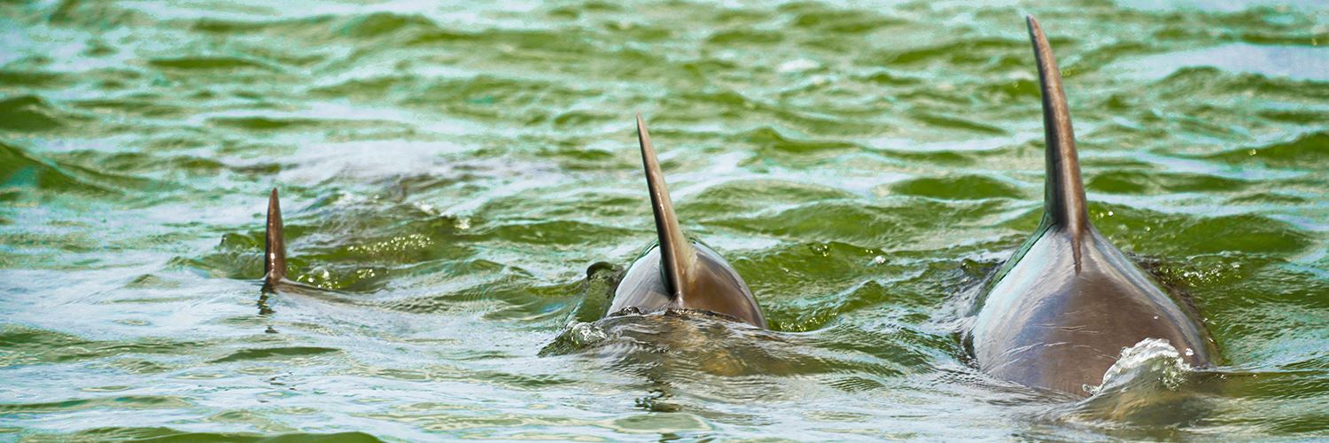 October-Dolphin-pod-swimming-in-Fripp-waters-Scott-Schafer