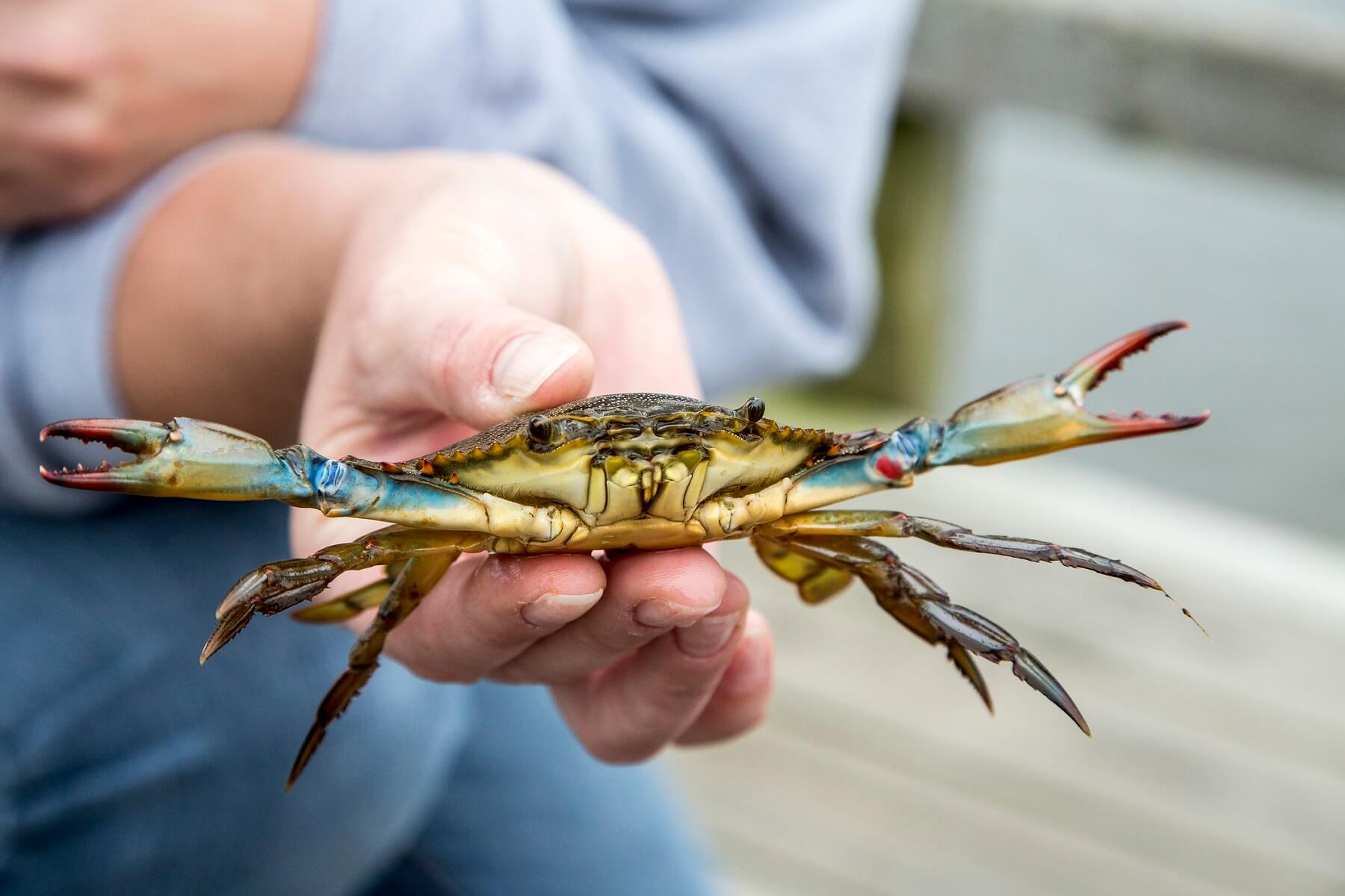 blue crab being held on the beach