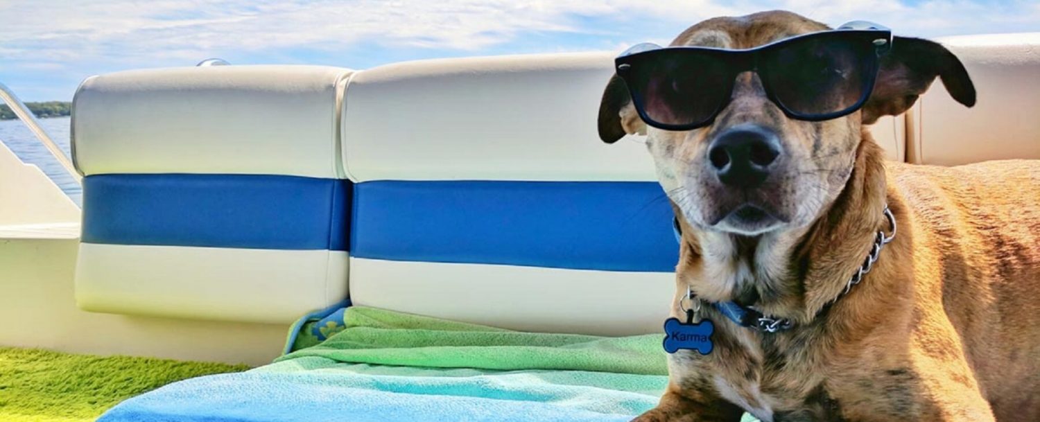 dog-on-vacation