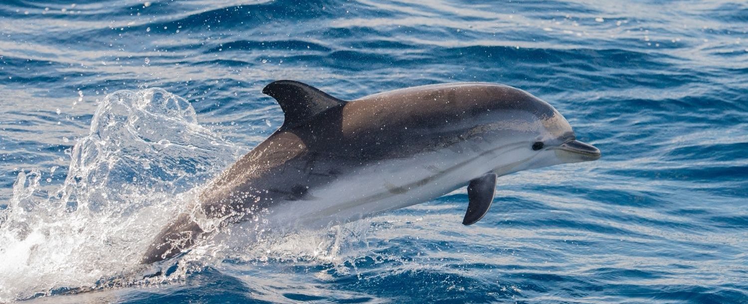 Dolphin spotting on Fripp Island
