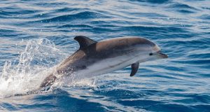 Dolphin spotting on Fripp Island