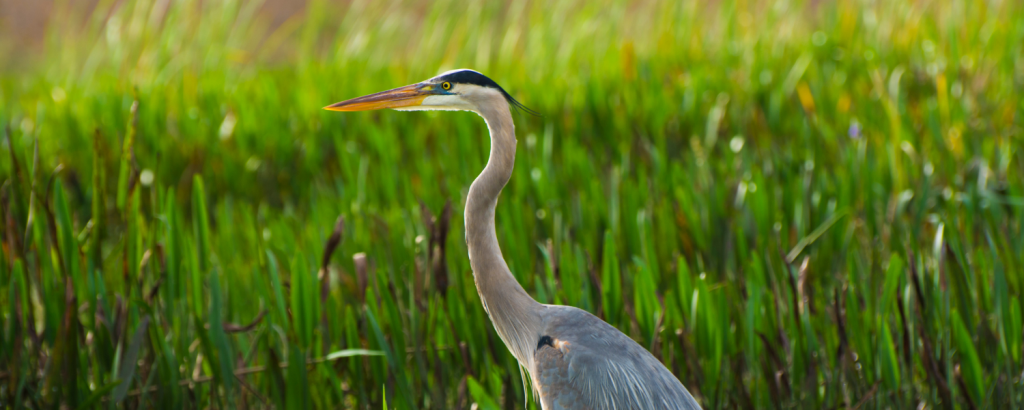 Come and Be Amazed by the Animals That Call Fripp Island Home!