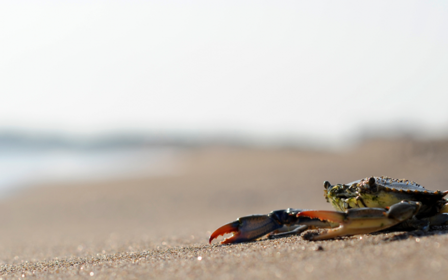 Dinner in a Pinch: Catching South Carolina Crabs on Seabrook Island