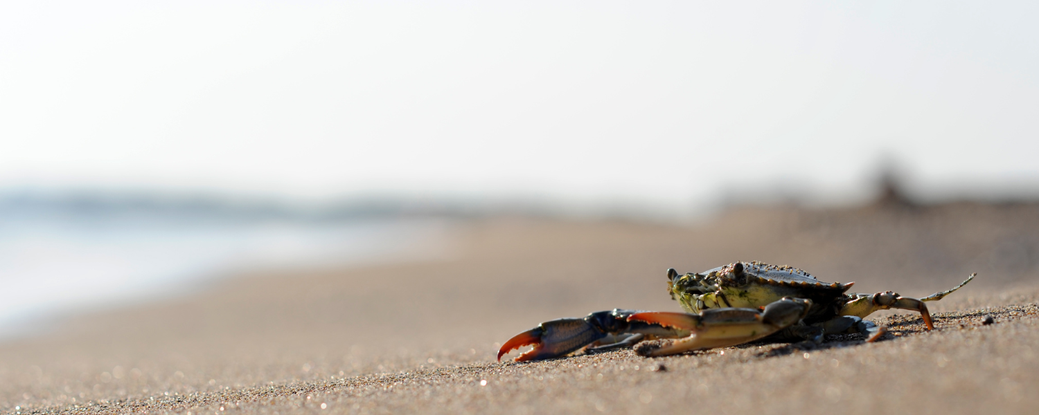 Explore Our Guide For Crabbing on Fripp Island